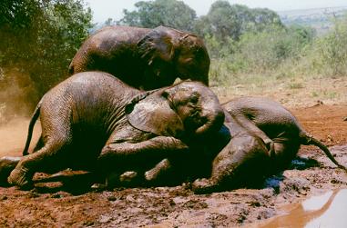 elephant pile