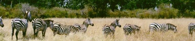 Zebra Line